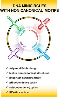 DNA minicircles capable of forming a variety of non-canonical structural motifs